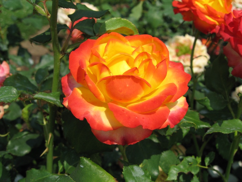 2006-06-28 Kitchener ON Park Yellow Orange Rose